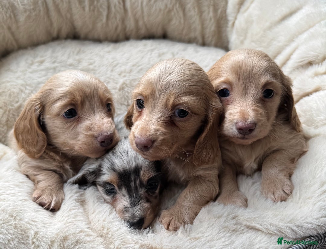 Miniature Dachshund dogs for sale: KC Long Haired Cream Carriers Miniature Dachshunds - Image 12