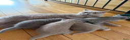 British Shorthair cats for sale: Kittens  - Advert 2