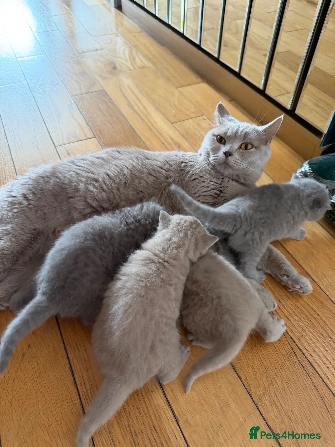 British Shorthair cats for sale: Kittens  - Advert 2