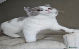 British Shorthair cats for sale: Breeding Boy. Blood Group B - Image 16