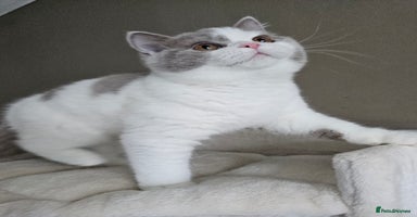 British Shorthair cats - Advert 11