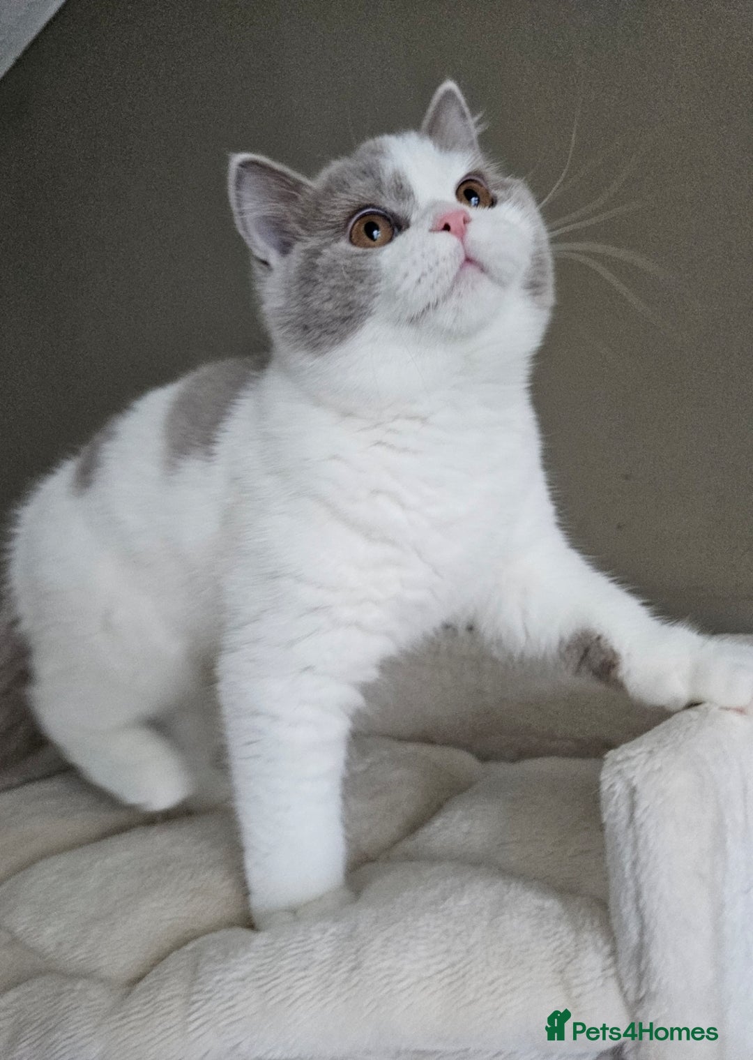 British Shorthair cats for sale: Breeding Boy. Blood Group B - Image 16