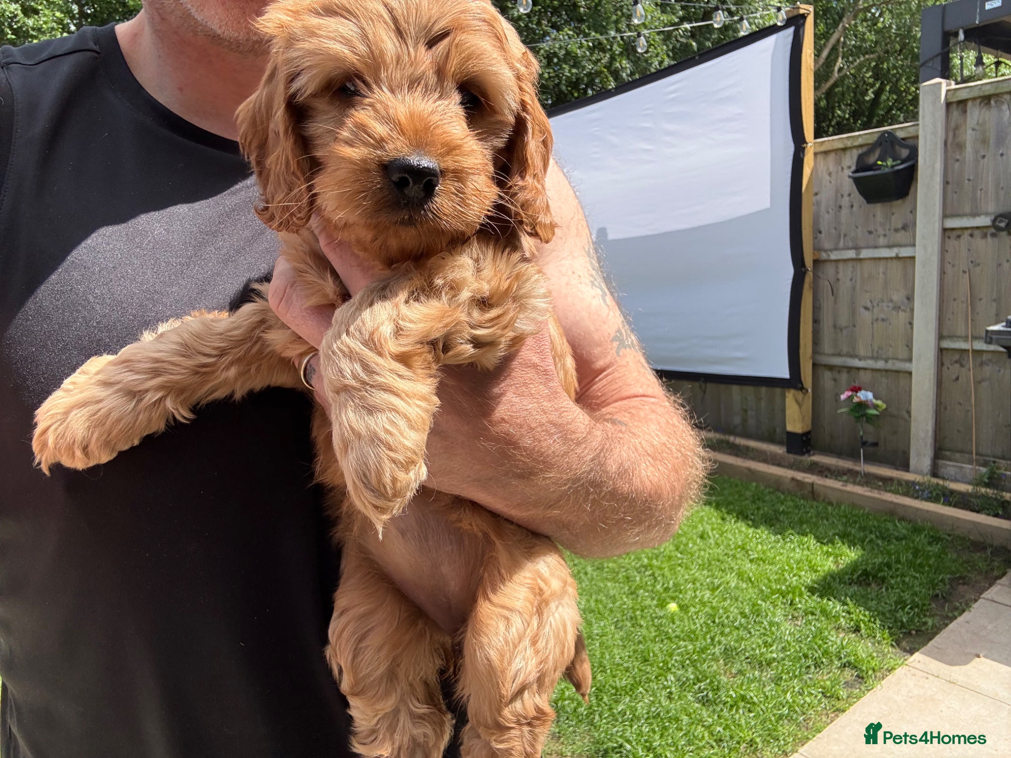 Cockapoo dogs Quality F1 Cockapoos🌟PRA-AMS-FN Health tested - Advert 1