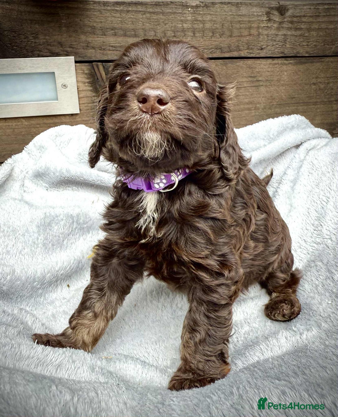 Cockapoo dogs for sale: 🤎🧡F1 Extensively Health Tested Cockapoos🧡🤎 - Image 18