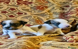 Jack Russell dogs for sale: Tremendous JRT puppies  - Image 9