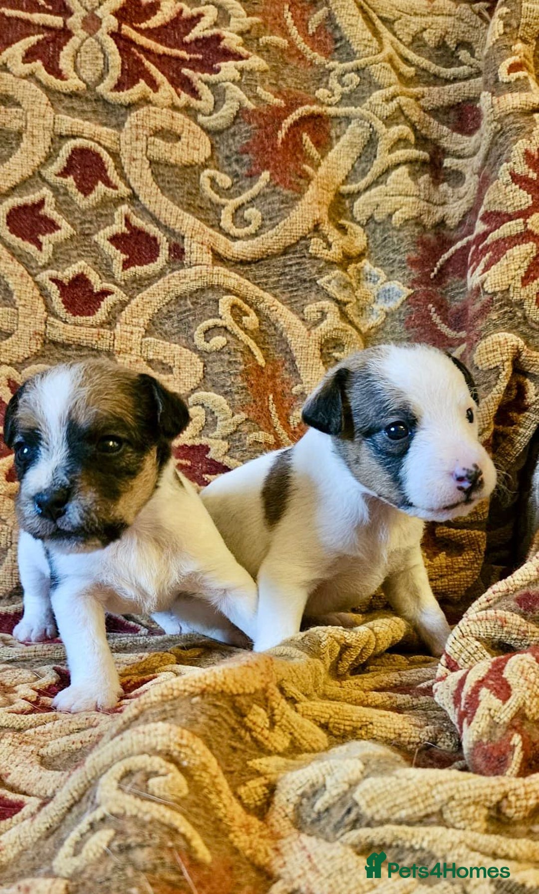 Jack Russell dogs for sale: Tremendous JRT puppies  - Image 9