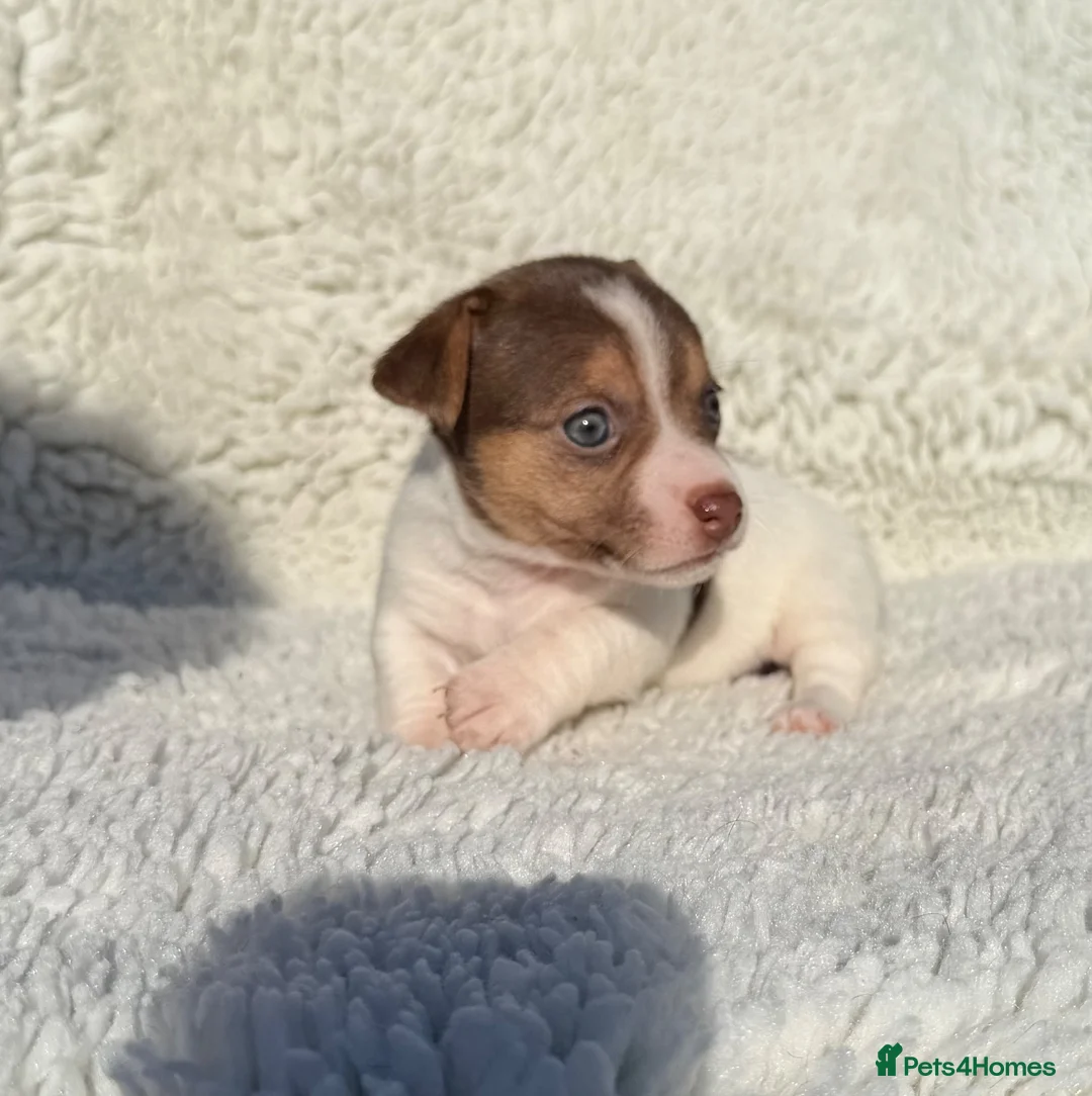 Jack Russell dogs for sale: Jack Russell pups  - Advert 1