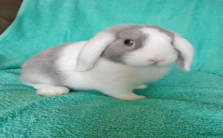 Mini Lop rabbits - Advert 4
