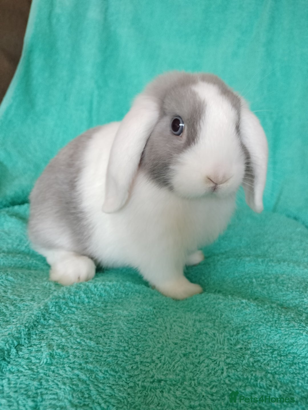Mini Lop rabbits for sale: Baby mini lop for sale  - Image 1