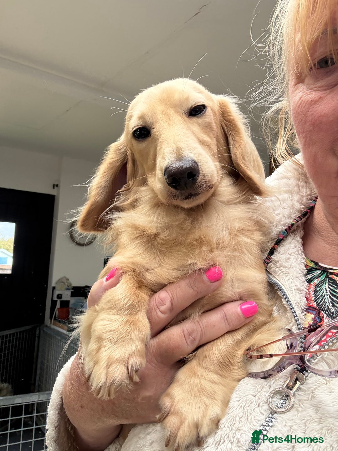 Dachshund dogs for stud: Cream Mini Long boy STUD  - Advert 1