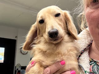 Dachshund dogs Cream Mini Long boy STUD - Advert 14