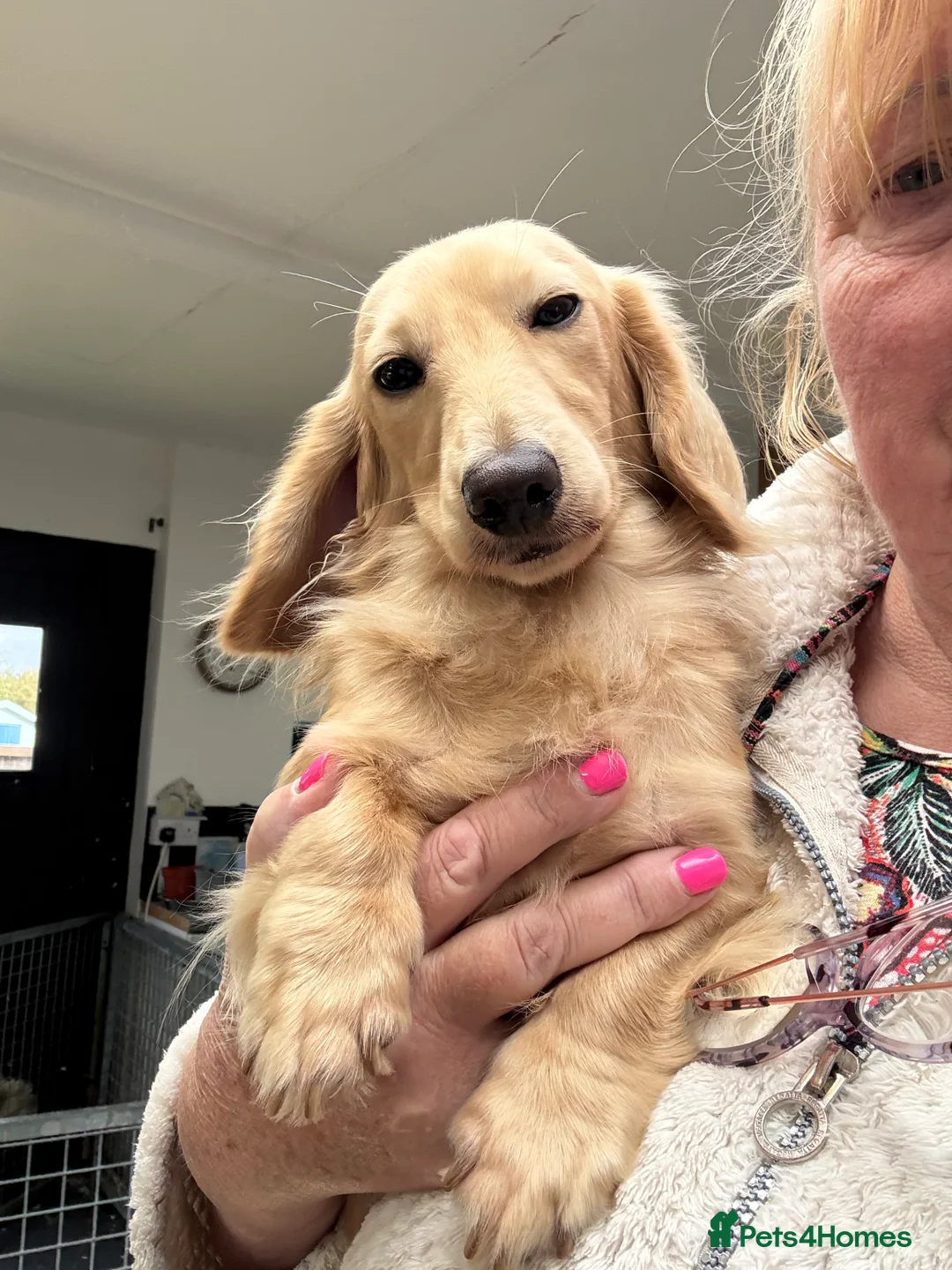 Dachshund dogs for stud: Cream Mini Long boy STUD  - Advert 1