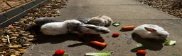 Mini Lop rabbits for sale: Stunning pure breed Mini Lops - Advert 25