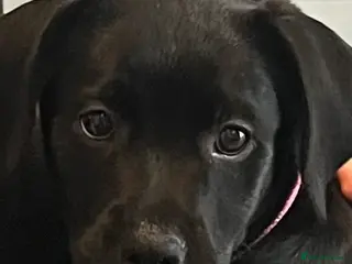 Labrador Retriever dogs Beautiful lab female - Advert 1