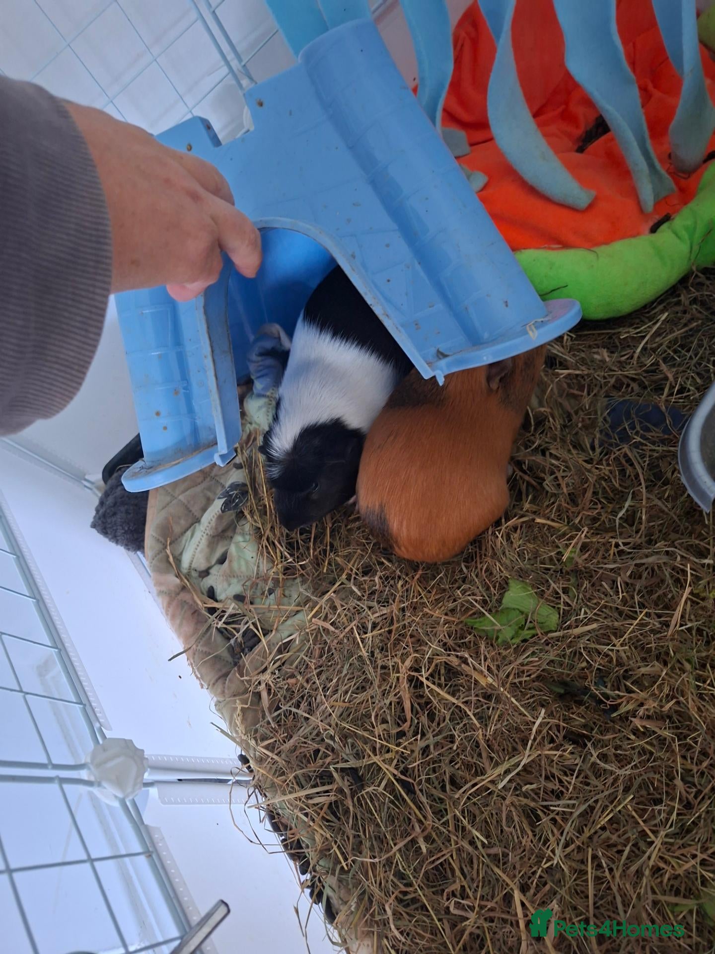 Guinea Pig rodents 2 male guinea pigs - Advert 1