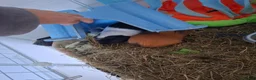Guinea Pig rodents for sale: 2 male guinea pigs - Advert 1