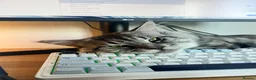 Maine Coon cats for stud: Dexter - XXL Maine Coon Male (Age: 1 Yr) - Advert 2