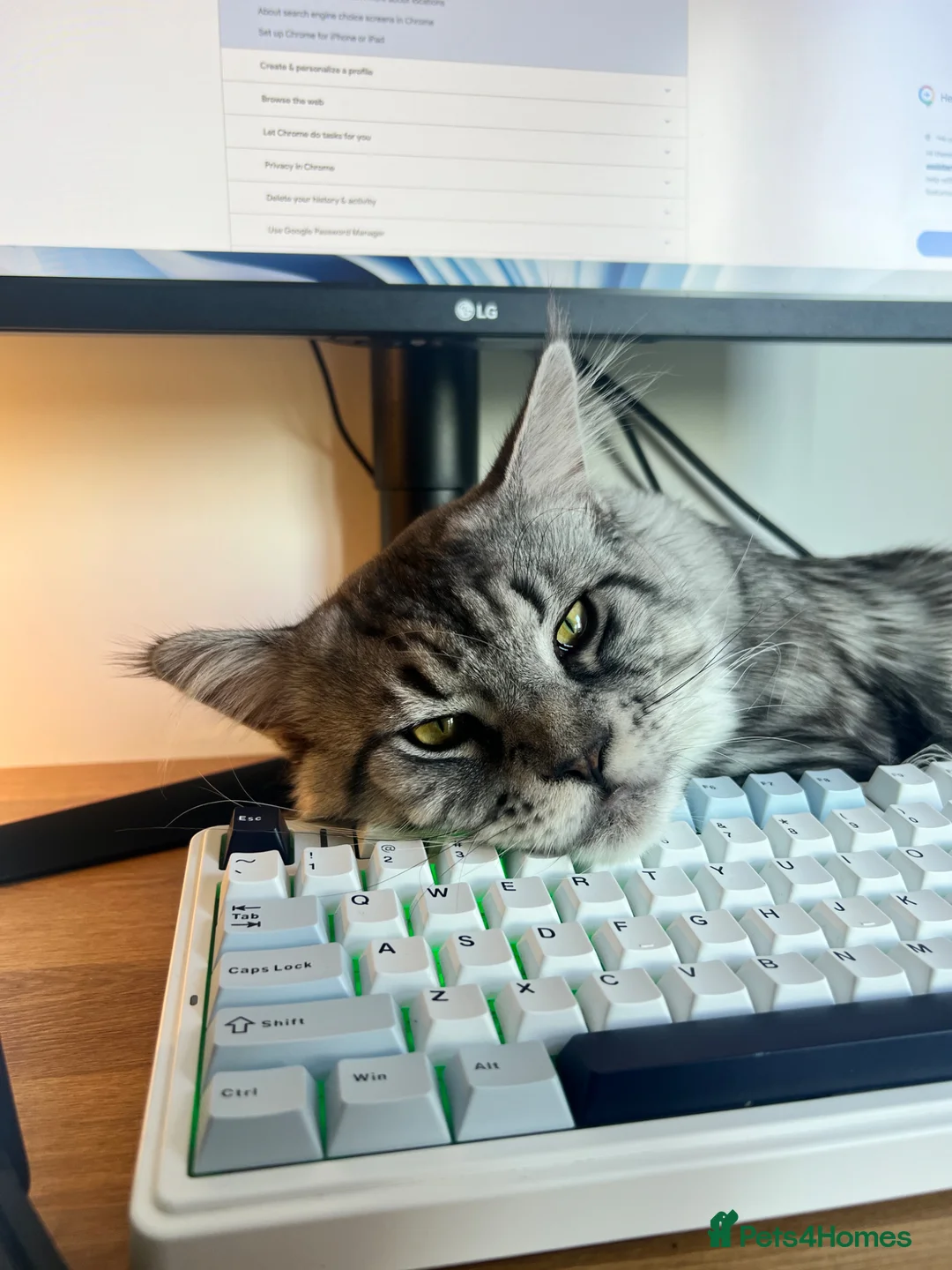 Maine Coon cats for stud: Dexter - XXL Maine Coon Male (Age: 1 Yr) - Advert 2