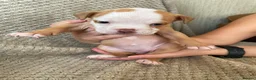 Mixed Breed dogs for sale: 3/4 English bulldog 1/4 American bulldog  - Advert 6