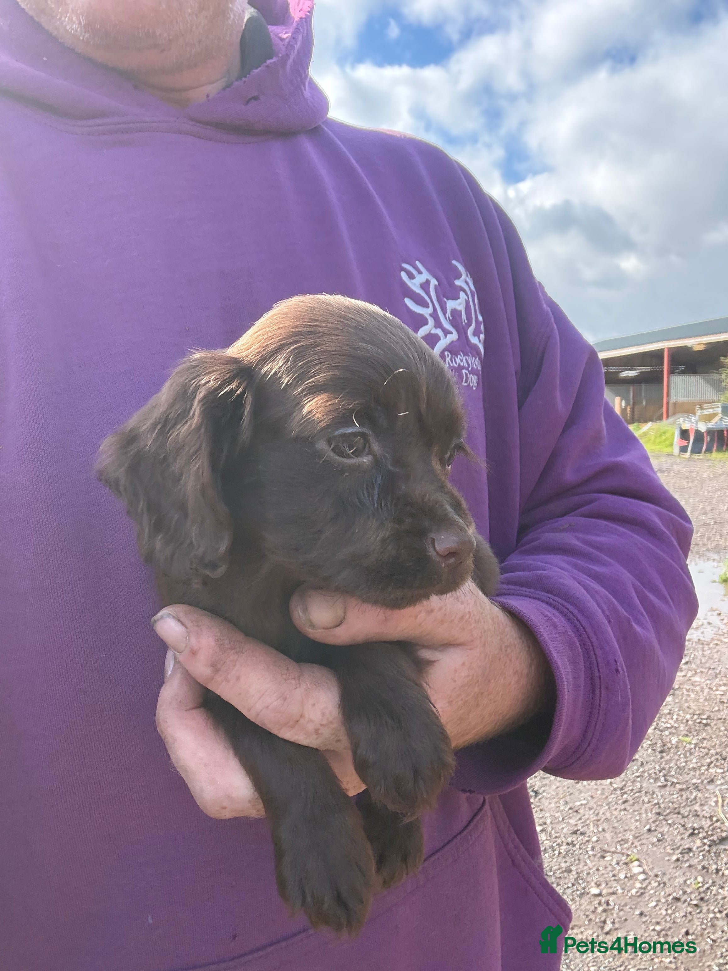 Cocker Spaniel dogs READY NOW Chocolate Cocker Spaniel Pups - Advert 2