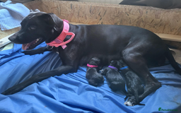 Mixed Breed dogs for sale: Alaunt type dogs - Advert 8