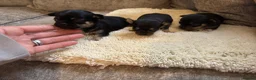 Chihuahua dogs for sale: Chihuahua puppy’s  - Advert 15