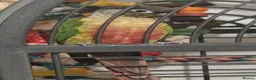 Conures birds for sale: Ozzy the Green Cheek Conure in Redcar - Advert 1
