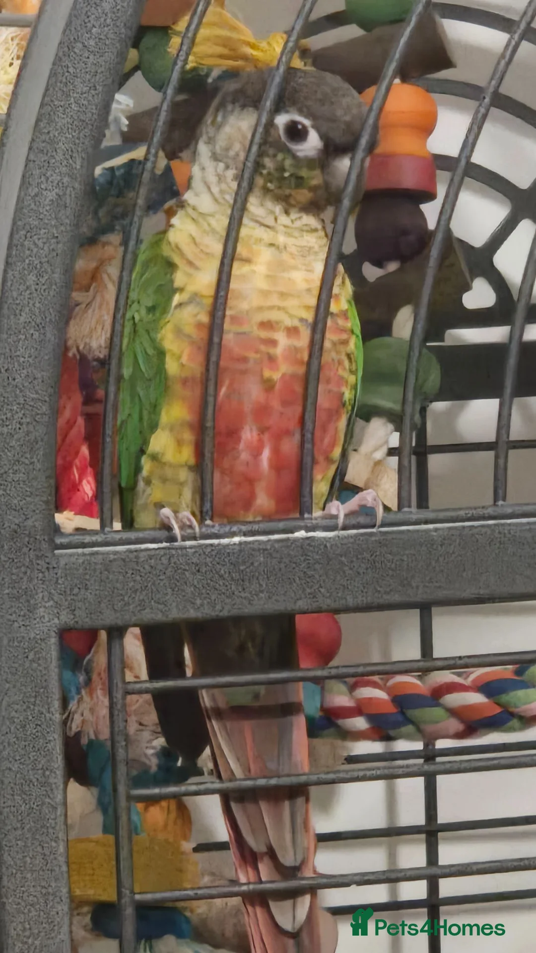 Conures birds for sale: Ozzy the Green Cheek Conure in Redcar - Advert 1