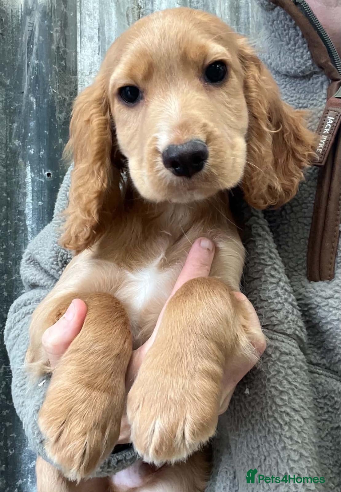 Cocker Spaniel dogs for sale: Beautiful Cocker Spaniel Puppies - Advert 1