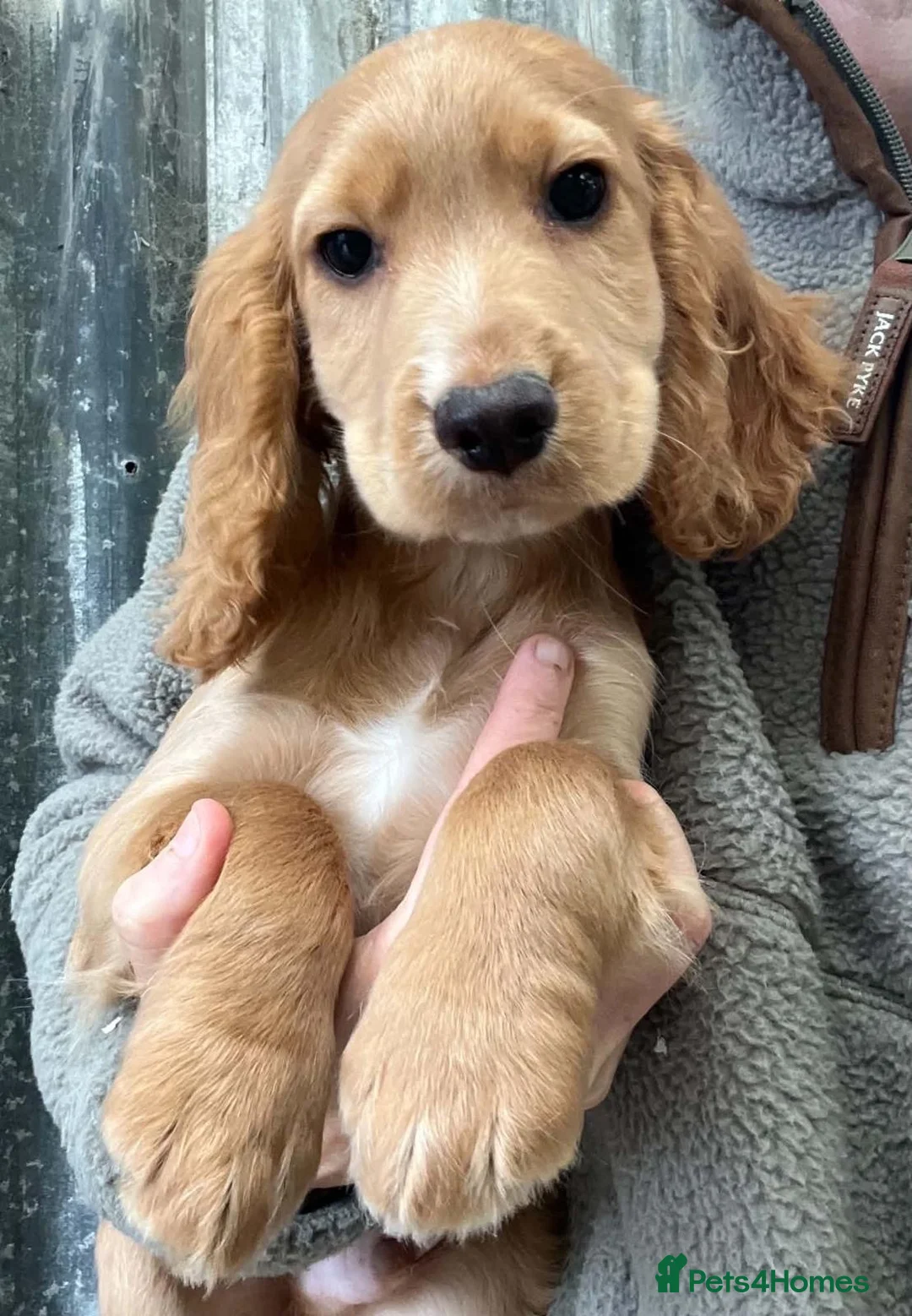 Cocker Spaniel dogs for sale: Beautiful Cocker Spaniel Puppies - Advert 1