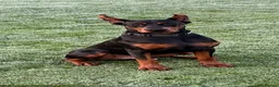 Dobermann dogs for stud: Doberman Stud–Excellent Temperament & Well Trained - Advert 3