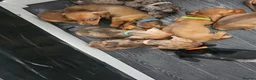 Dachshund dogs for sale: Miniture Dashshunds READY TO RESERVE - Advert 16
