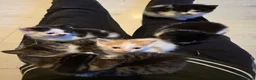 Mixed Breed cats for sale: Beautiful kittens for sale  - Advert 13