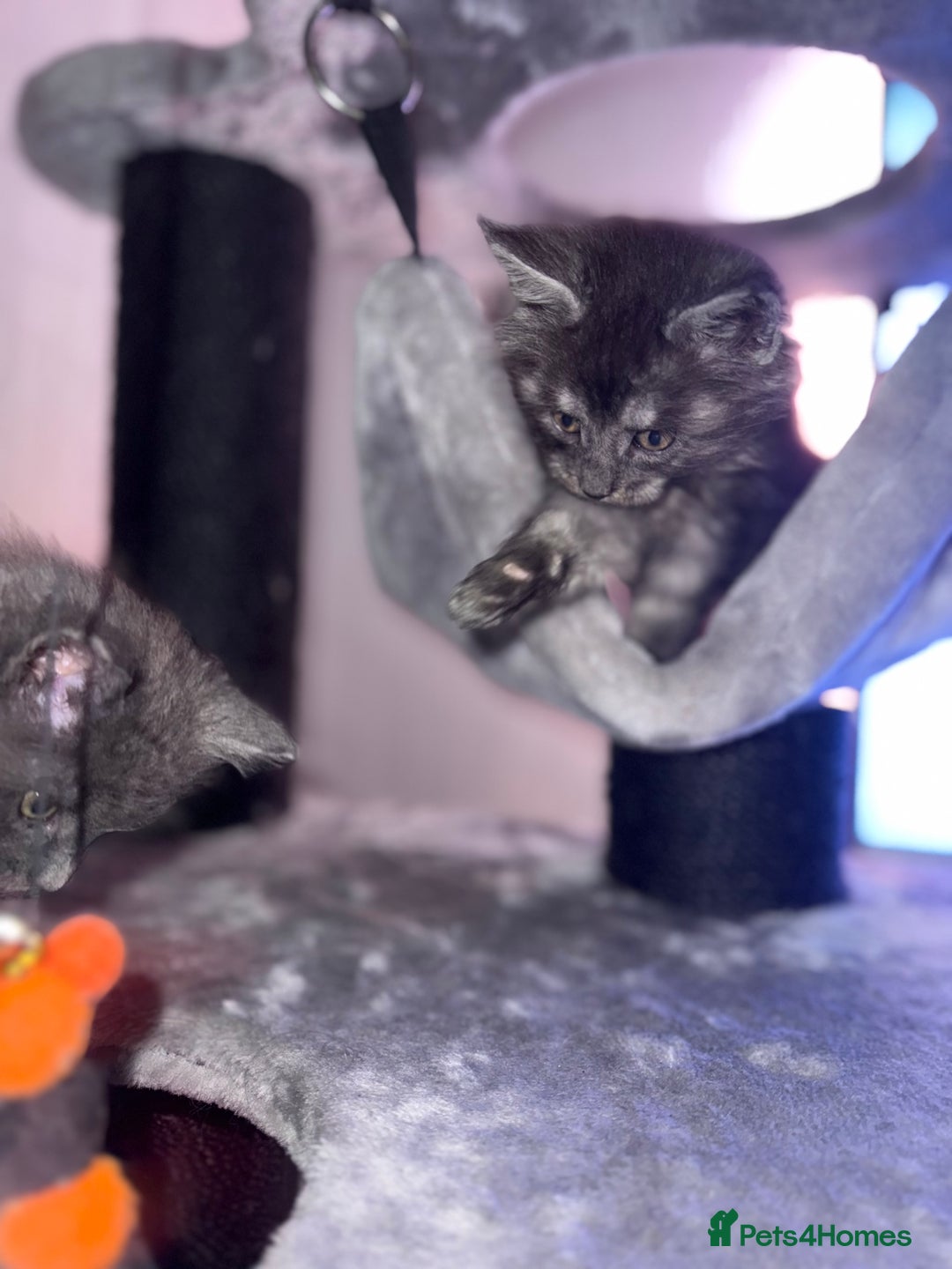 Maine Coon cats for sale: 4 pure bred Maine Coon kittens - Advert 6