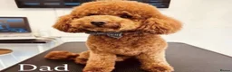 Cavapoo dogs for sale: Cavapoos 5 star licensed breeder - Advert 14