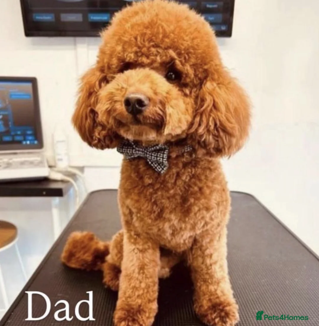 Cavapoo dogs for sale: Cavapoos 5 star licensed breeder - Advert 14