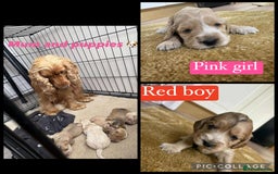 Cocker Spaniel dogs for sale: Show type cocker spaniel  - Image 12