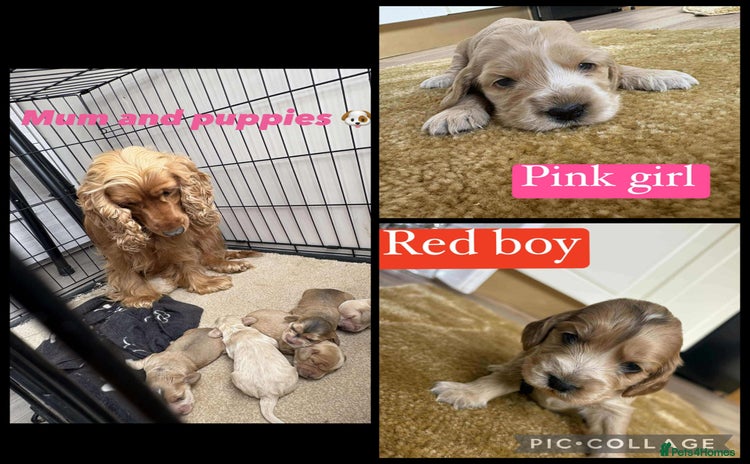 Cocker Spaniel dogs - Advert 12
