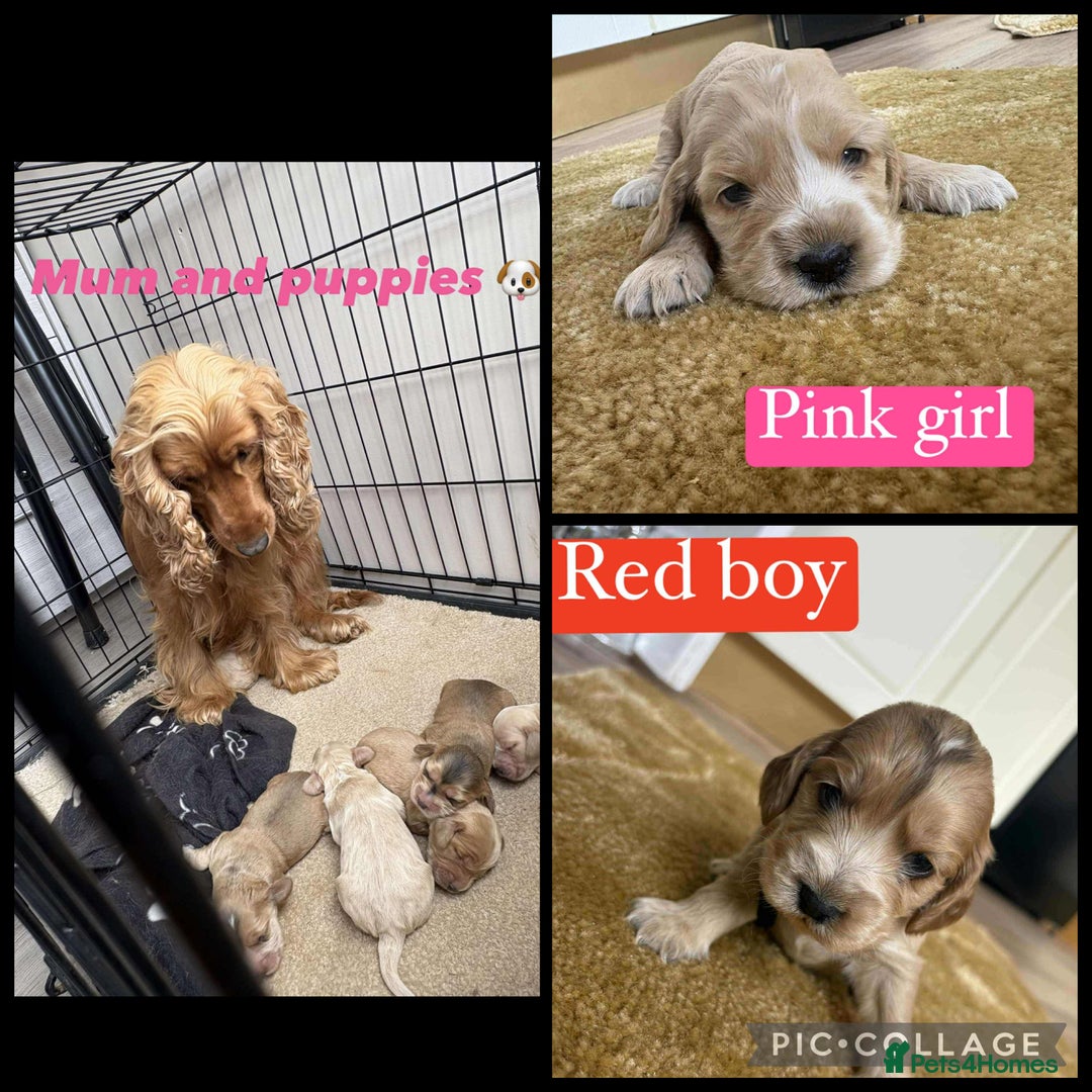 Cocker Spaniel dogs for sale: Show type cocker spaniel  - Image 12