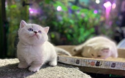 Scottish Fold cats for sale: TICA Full Pedigree kitten available  - Image 32