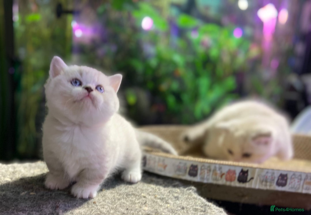 Scottish Fold cats for sale: TICA Full Pedigree kitten available  - Image 32
