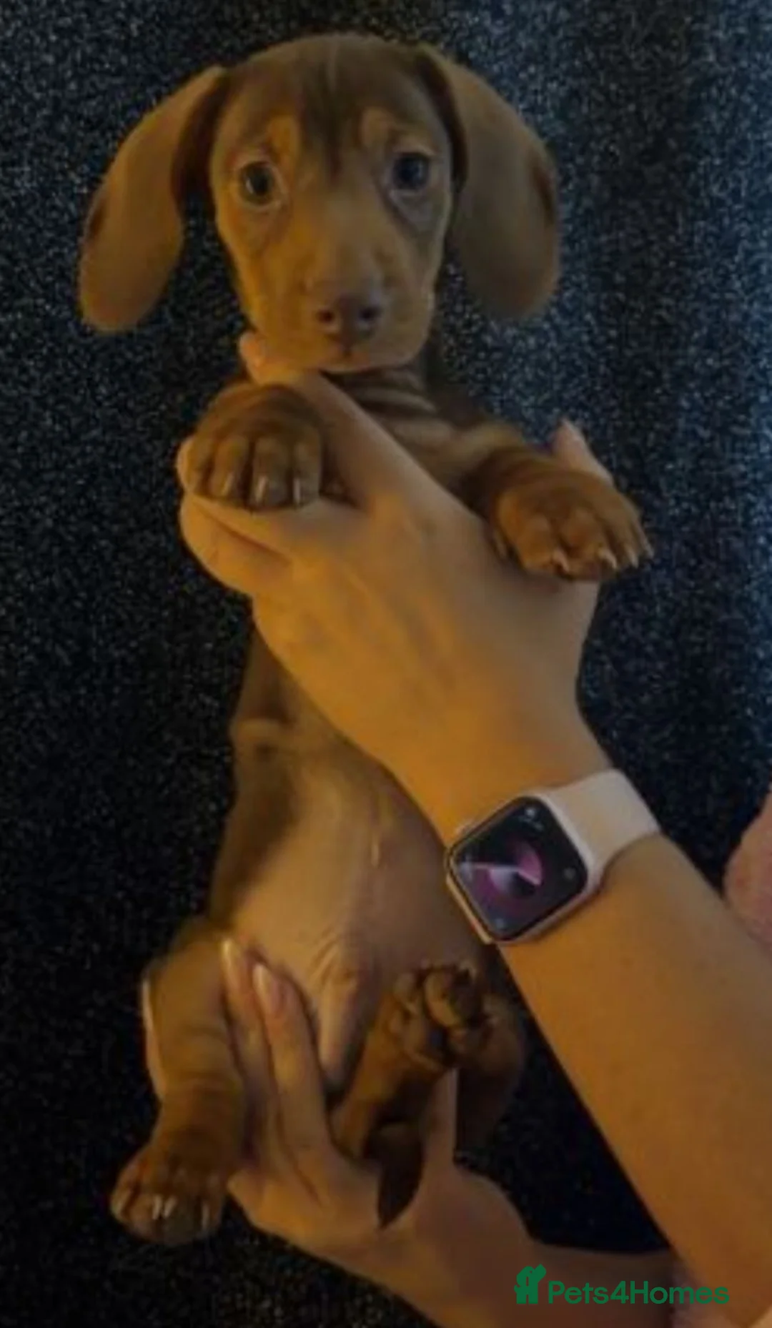 Miniature Dachshund dogs for sale: Beautiful Miniature Dachshund Puppies for Sale. - Advert 2