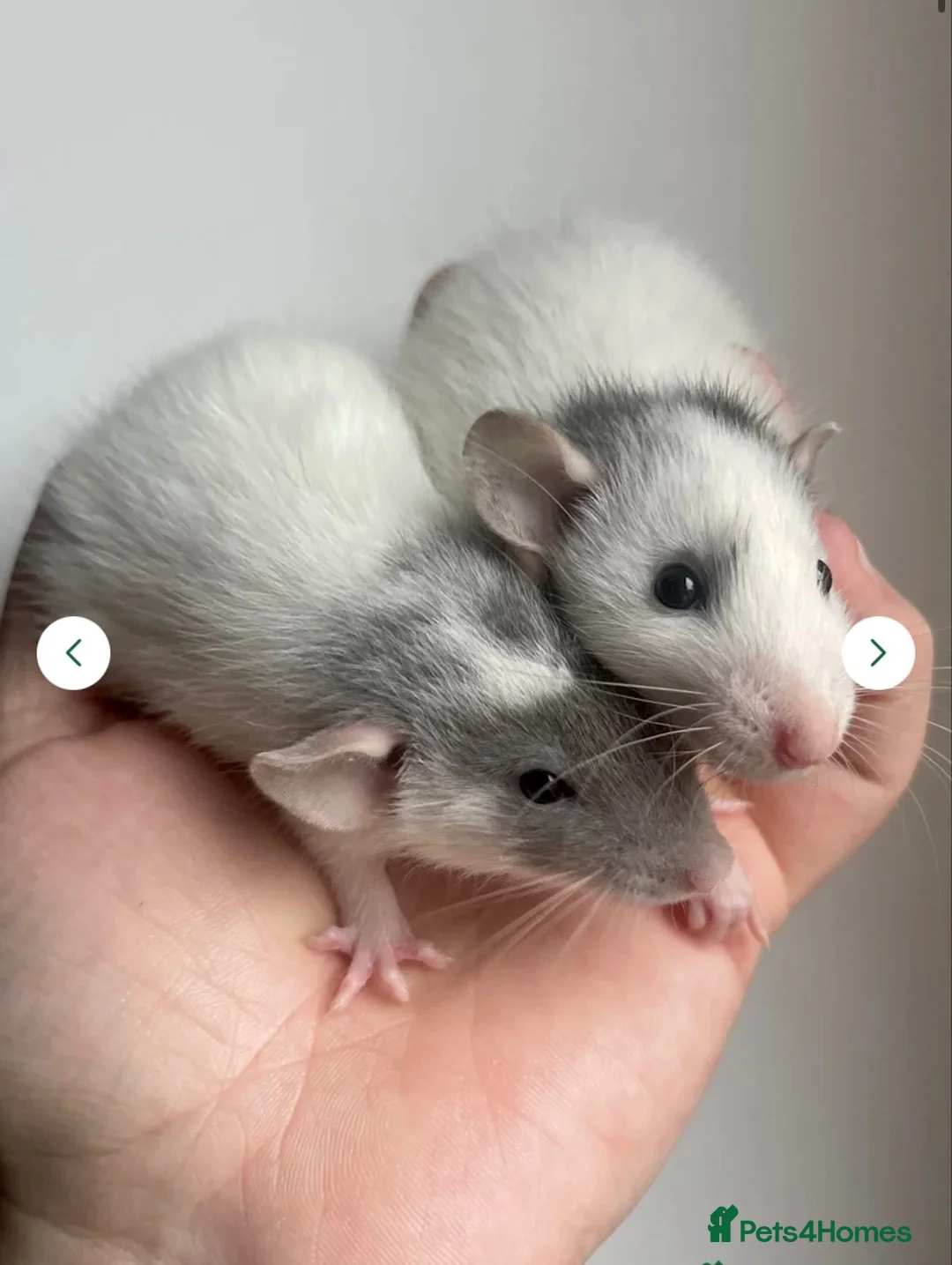 Rat rodents for sale: 🐭💜Dumbo Rex & Straight Coat Rats Available💜🐭 - Advert 10