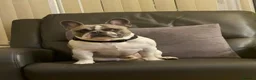 French Bulldog dogs for sale: Frenchie puppies - Advert 3