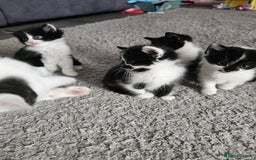 Mixed Breed cats for sale: Mixed breed kittens  - Image 8