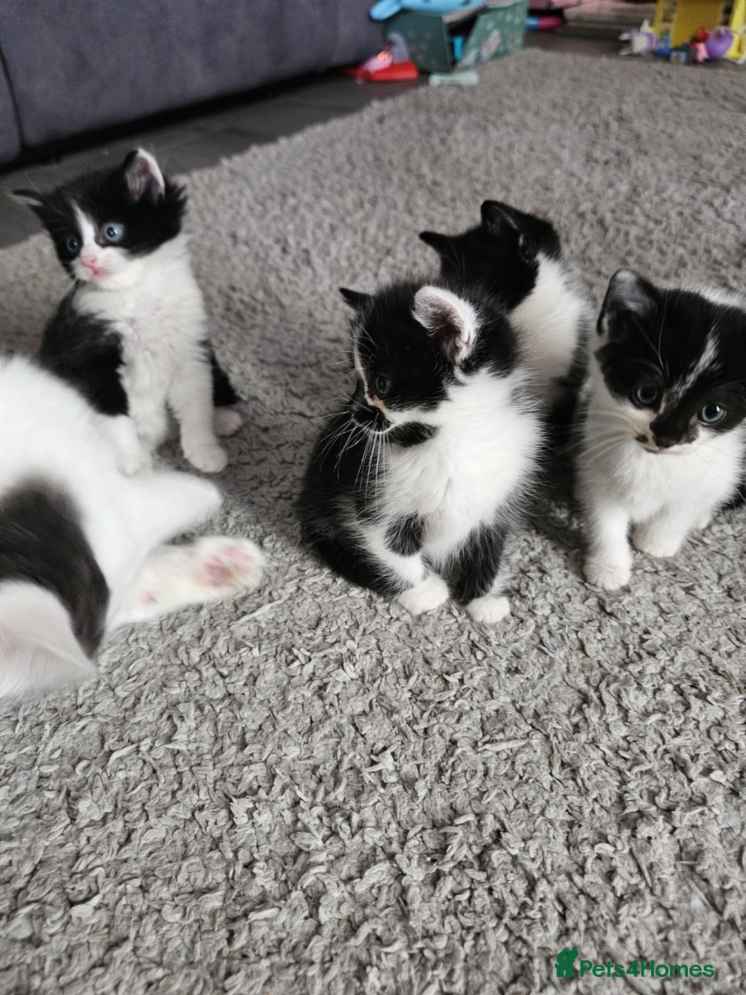 Mixed Breed cats for sale: Mixed breed kittens  - Image 8