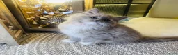 Ragdoll cats for sale: Quality Ragdoll Kittens 🩷 Ready Now  - Advert 20