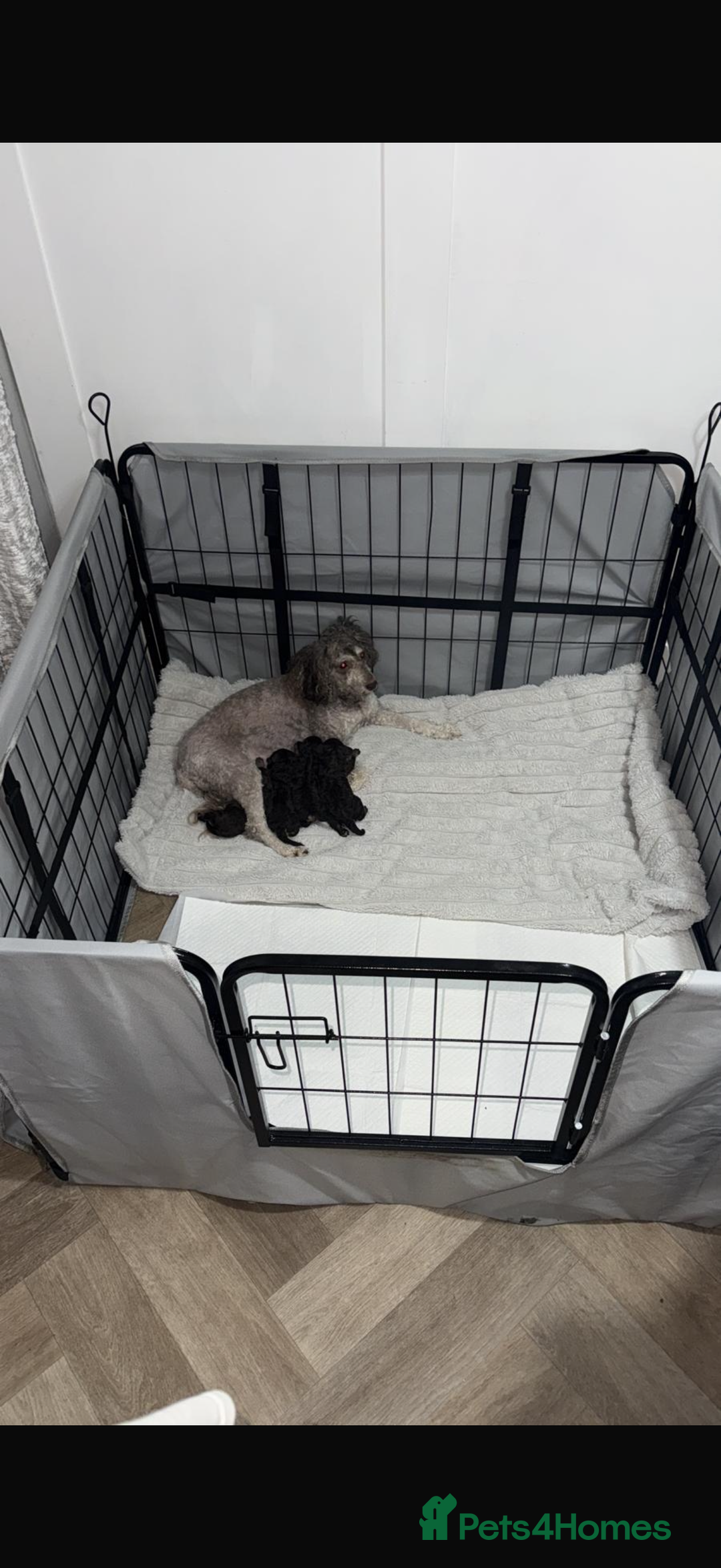 Toy Poodle dogs for sale: Chocolate phantom non fading toy poodles  - Advert 2