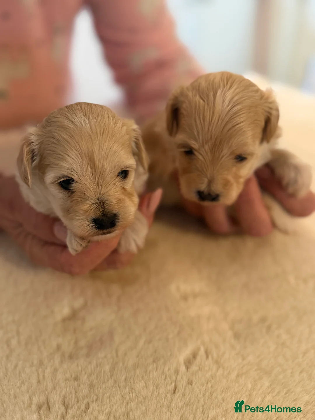 Maltipoo dogs for sale: BEAUTIFUL MALTIPOO F1 PUPPIES  - Advert 5