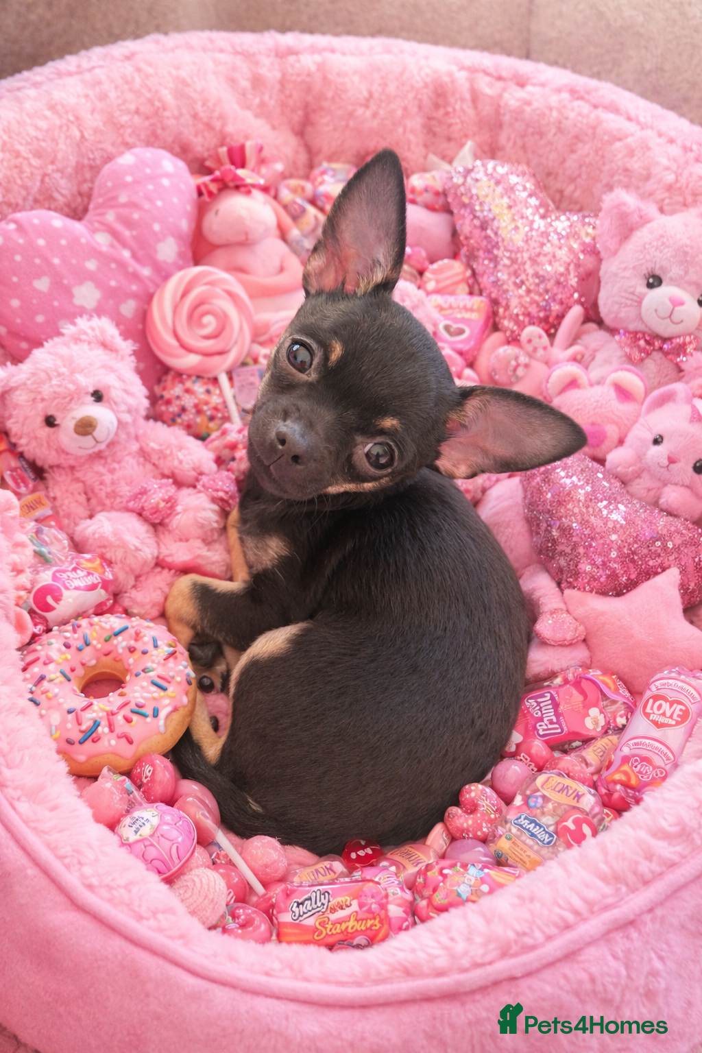 Chihuahua dogs Stunning Black and Tan smoothcoat female  - Advert 5